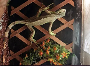 Iguana which Michelle McMillan gave to Glasgow Zoo but was later found for sale at Iguana which Michelle McMillan gave to Glasgow Zoo but was later found for sale at