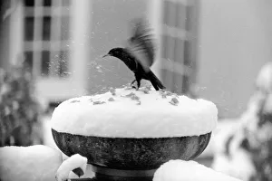With over three inches of snow covering the top of the bowl bird table-giving it With over three inches of snow covering the top of the bowl bird table-giving it