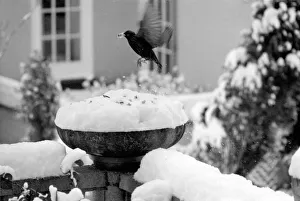 With over three inches of snow covering the top of the bowl bird table-giving it With over three inches of snow covering the top of the bowl bird table-giving it