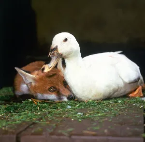 Indian rubber duck Daisy with Fox cub Rachel at Belfairs Riding School in Essex Indian rubber duck Daisy with Fox cub Rachel at Belfairs Riding School in Essex