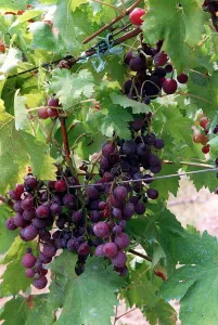 Italy Fruit Grapes Black treated with pesticide Italy Fruit Grapes Black treated with pesticide