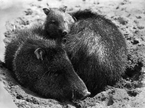 Ites a real Babes in the Zoo, Easter for Dudley Zoo (Worcs.) this year (1973) Ites a real Babes in the Zoo, Easter for Dudley Zoo (Worcs.) this year (1973)