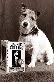 A Jack Russell Dog reading a Jackie Collins book looking confused A Jack Russell Dog reading a Jackie Collins book looking confused