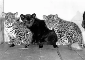 Jackson the Black Jaguar sits in between his two brothers Jackson the Black Jaguar sits in between his two brothers