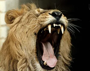 Jake the Lion who was sponsored by the Daily Mirror when London Zoo was under threat of Jake the Lion who was sponsored by the Daily Mirror when London Zoo was under threat of
