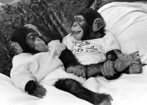 Jamie and Jethro the chimps. November 1987 P009709 Jamie and Jethro the chimps. November 1987 P009709