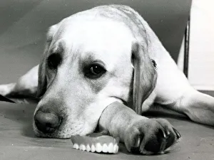 Jason the labrador dog lying next to his owners set of false teeth June 1979 Jason the labrador dog lying next to his owners set of false teeth June 1979