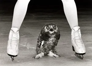 Jayne Torvill and a Snowy Owl - August 1985 The two month old old bird is called Jayne Torvill and a Snowy Owl - August 1985 The two month old old bird is called