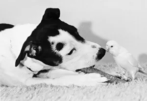 Joey the Budgie pecks nose of Jack Russell dog 1985 Joey the Budgie pecks nose of Jack Russell dog 1985