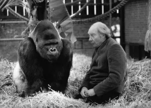 John Aspinall with his giant Silverback Gorrila ponders the problems of running his Zoo John Aspinall with his giant Silverback Gorrila ponders the problems of running his Zoo