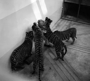 John Aspinall with tigers at Howletts Zoo July 1971 John Aspinall with tigers at Howletts Zoo July 1971