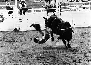 John Wollenburg thrown off bull at Calgary Rodeo 1981 John Wollenburg thrown off bull at Calgary Rodeo 1981