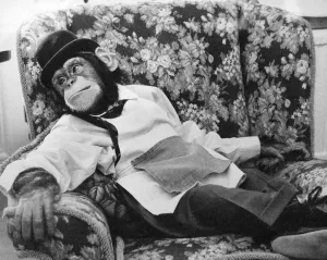 Jolly the chimp takes a break at Twycross Zoo. January 1987 Jolly the chimp takes a break at Twycross Zoo. January 1987