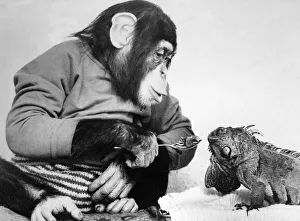 Jolly the Chimp tries to feed his reptile friend. April 1986 Jolly the Chimp tries to feed his reptile friend. April 1986