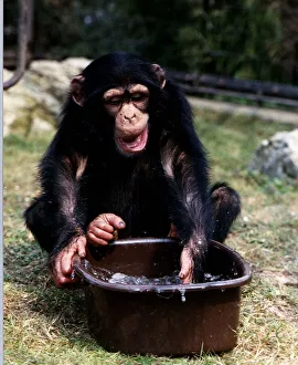 Joma three year old Chimp with bowl of water at London Zoo A©Mirrorpix Joma three year old Chimp with bowl of water at London Zoo A©Mirrorpix