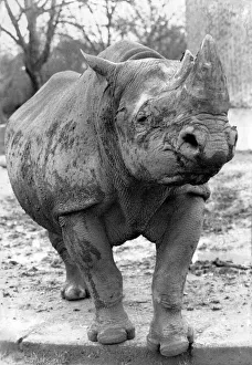 Jos, the London Zoo rhino. April 1991 P004253 Jos, the London Zoo rhino. April 1991 P004253