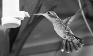 To See It Is Just A Blur. The humming bird, one of the tiniest of all birds of which To See It Is Just A Blur. The humming bird, one of the tiniest of all birds of which