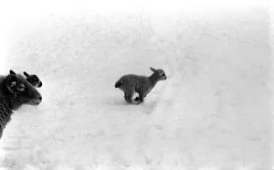 Just two days old and wanting to gambol about the field but unable to find it under a Just two days old and wanting to gambol about the field but unable to find it under a