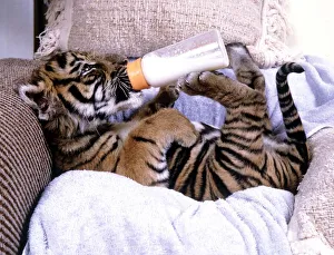 Kalash, the only surviving Indian tiger cub from a litter which the mother had neglected Kalash, the only surviving Indian tiger cub from a litter which the mother had neglected
