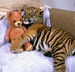 Kalash the Tiger Cub cuddling up to a Teddy Bear October 1986 Kalash the Tiger Cub cuddling up to a Teddy Bear October 1986