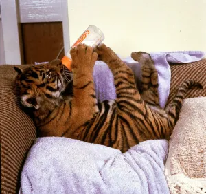 Kalash the Tiger Cub drinking milk from a bottle at Howletts Zoo October Kalash the Tiger Cub drinking milk from a bottle at Howletts Zoo October
