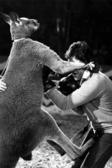 The kangaroo kick that became a sore point with Sacha Distel. April 1978 The kangaroo kick that became a sore point with Sacha Distel. April 1978