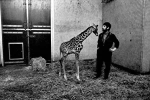 Keeper Jeff Nicklin with baby giraffe. January 1975 75-00398-003 Keeper Jeff Nicklin with baby giraffe. January 1975 75-00398-003