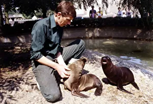 Keith Short Zoo Keeper with baby sea lions at London Zoo August 1984 Keith Short Zoo Keeper with baby sea lions at London Zoo August 1984