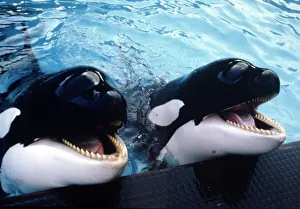 Killer whales Winnie and Nemo at Windsor Safari Park April 1986 Killer whales Winnie and Nemo at Windsor Safari Park April 1986