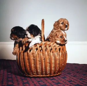 King Charles Spaniel puppies in a wicker basket. November 1972 King Charles Spaniel puppies in a wicker basket. November 1972