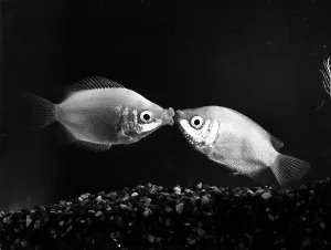 Kissing Gourmis December 1984 These two fish lives at Finnetts pet shop at Kissing Gourmis December 1984 These two fish lives at Finnetts pet shop at