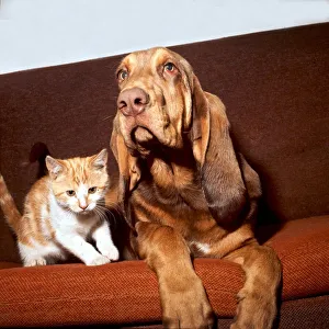 A kitten sitting on the sofa with a bloodhound August 1973 A kitten sitting on the sofa with a bloodhound August 1973