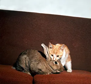 A kitten sitting on the sofa with a rabbit August 1973 animal animals cute pet pets A kitten sitting on the sofa with a rabbit August 1973 animal animals cute pet pets