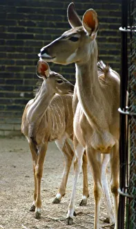 Kudu the stripey baby deer with its mother at London Zoo September 1984 Kudu the stripey baby deer with its mother at London Zoo September 1984