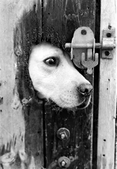 A labrador puts his head through a bolted door at the Frant Kennels in Hildenborough near A labrador puts his head through a bolted door at the Frant Kennels in Hildenborough near