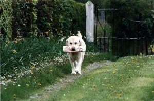 Labrador Troy 11 year old dog who loves fetching the people every sunday from the paper Labrador Troy 11 year old dog who loves fetching the people every sunday from the paper