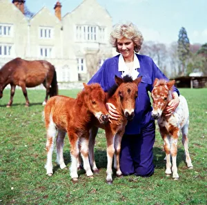 Lady Fisher with falabellas at Kilverstone Wildlife Park January 1987 Lady Fisher with falabellas at Kilverstone Wildlife Park January 1987