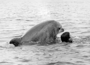 Lakeman and Percy the dolphin swimming together. July 1984 P011846 Lakeman and Percy the dolphin swimming together. July 1984 P011846