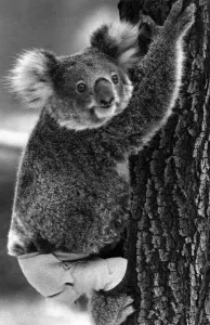 Lally the Koala seen here with a broken leg which she receive during trying to escape a Lally the Koala seen here with a broken leg which she receive during trying to escape a