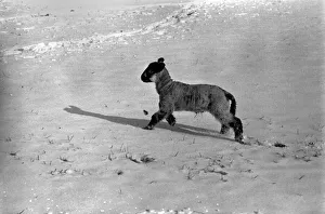 lambs on a Kent farm seen here playing in the snow, following the heavy overnight fall lambs on a Kent farm seen here playing in the snow, following the heavy overnight fall