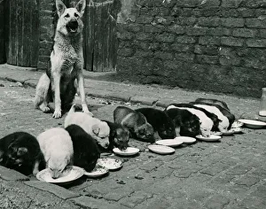 Lassie the Alsation bitch whose 13 puppies aged 1 month all tucked into saucers of milk Lassie the Alsation bitch whose 13 puppies aged 1 month all tucked into saucers of milk