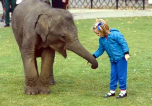 Layang Layang the orphaned baby Malay Elephant with little girl at London Zoo Layang Layang the orphaned baby Malay Elephant with little girl at London Zoo