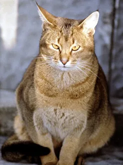 Full length of an Abyssinian cat June 1987 Full length of an Abyssinian cat June 1987