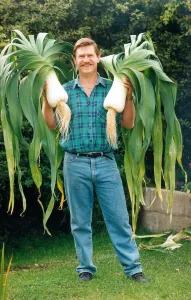 Les Waugh and his gian champion leeks in September 1994 Les Waugh and his gian champion leeks in September 1994