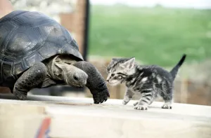 Lightning, the 10 year old giant tortoise, meets a four week old kitten. June 1983 Lightning, the 10 year old giant tortoise, meets a four week old kitten. June 1983
