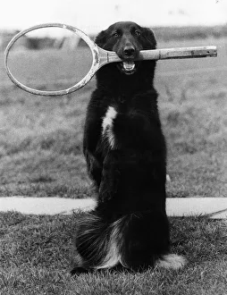 Lindy Lou the Dog with tennis racket in mouth 1980 Lindy Lou the Dog with tennis racket in mouth 1980