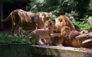 A lion called Kamal with two of its cubs at London Zoo June 1999 A lion called Kamal with two of its cubs at London Zoo June 1999