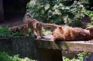 A lion called Kamal with two of its cubs at London Zoo June 1999 A lion called Kamal with two of its cubs at London Zoo June 1999