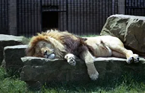A Lion sleeping on a large stone in the garden of his enclosure at Blackpool Zoo A Lion sleeping on a large stone in the garden of his enclosure at Blackpool Zoo