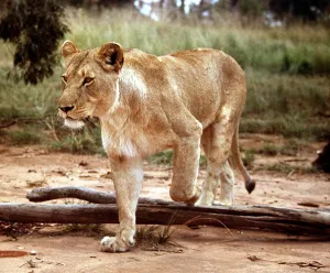 A lioness at Lion Park in Johannesburg South Africa April 1973 A lioness at Lion Park in Johannesburg South Africa April 1973